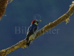 Acorn Woodpecker