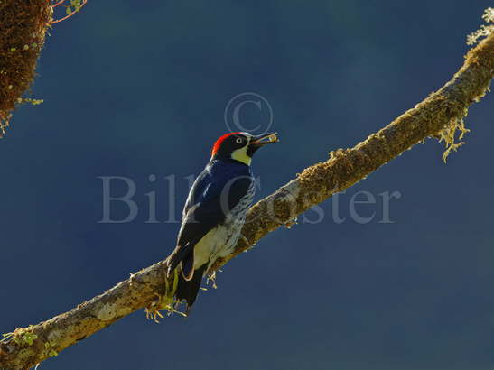 Acorn Woodpecker