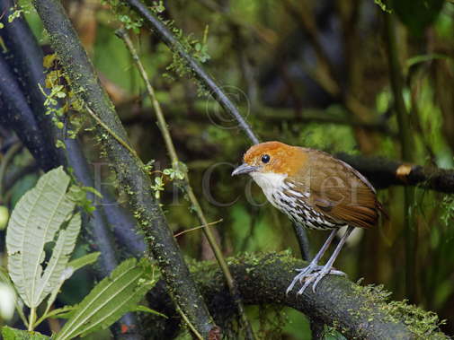 Chestnut Crowned Antpitta 