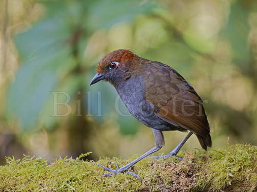 Chestnut Naped Antpitta 