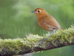 Equatorial Antpitta 