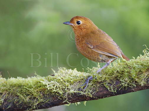 Equatorial Antpitta 