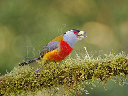 Toucan Barbet