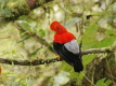 Andean Cock of the Rock