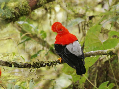 Andean Cock of the Rock