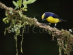 Thick Billed Euphonia