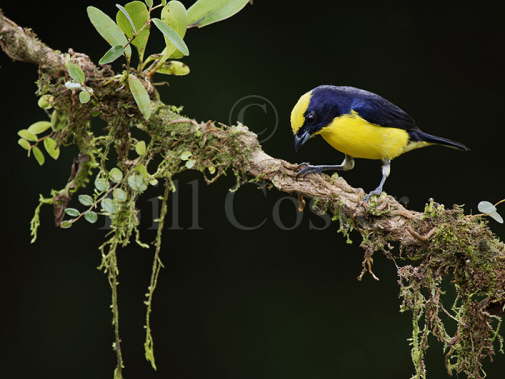 Thick Billed Euphonia