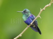 Crowned Woodnymph Hummingbird