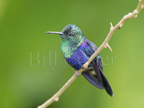 Crowned Woodnymph Hummingbird