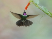 Gorgeted Sunangel Hummingbird