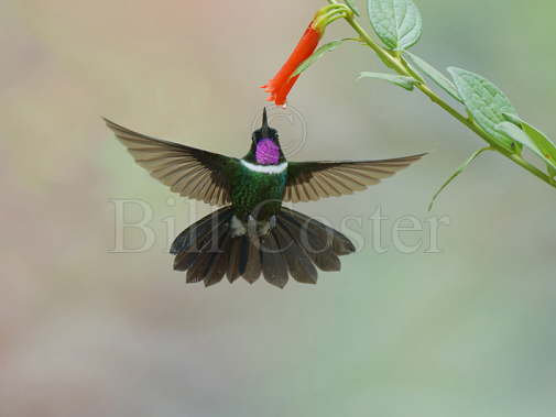 Gorgeted Sunangel Hummingbird