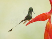 Peruvian Booted Racket Tail 