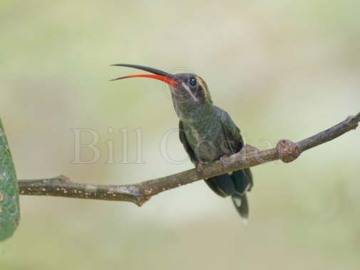 White Whiskered Hermit Hummingbird