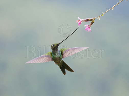 Sword-billed Hummingbird 