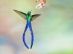 Violet Tailed Sylph Hummingbird