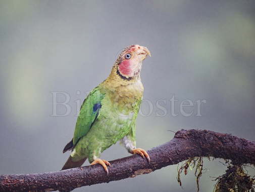 Rose Faced Parrot