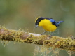 Blue Winged Mountain Tanager