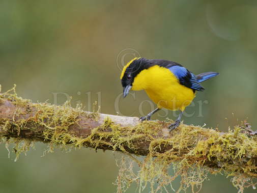 Blue Winged Mountain Tanager