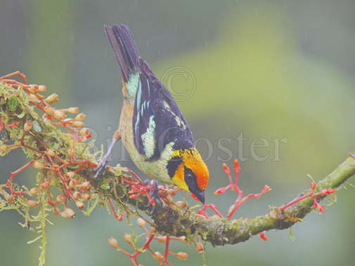 Flame Faced Tanager