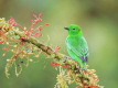 Glistening Green Tanager