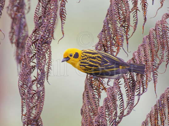 Golden Tanager