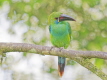 Crimson Rumped Toucanet