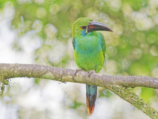 Crimson Rumped Toucanet