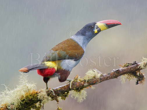 Grey Breasted Mountain Toucan