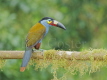 Plate Billed Mountain Toucan