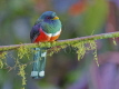 Masked Trogon 