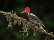 Lineated Woodpecker