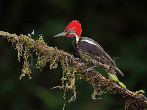 Lineated Woodpecker