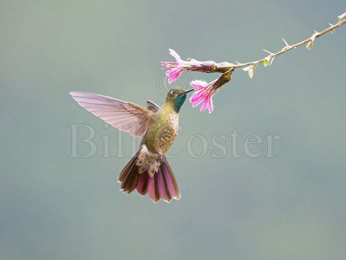 Tyrian Metaltail Hummingbird