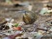 White-throated Wren-babbler