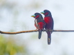 Black and Red Broadbill pair