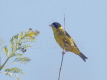 Vietnamese Greenfinch