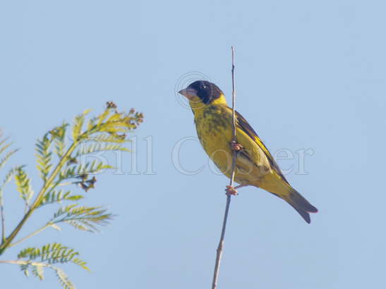 Vietnamese Greenfinch