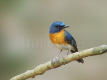 Indochinese Blue Flycatcher