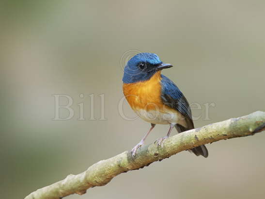 Indochinese Blue Flycatcher