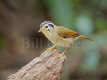 Black-crowned Fulvetta