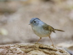 Mountain Fulvetta