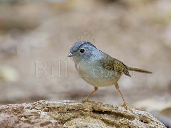 Mountain Fulvetta