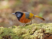 Collared Laughingthrush