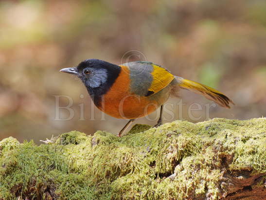 Collared Laughingthrush