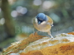 White-cheeked Laughingthrush