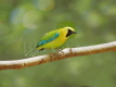 Blue-winged Leafbird