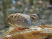 Rufous-throated Partridge