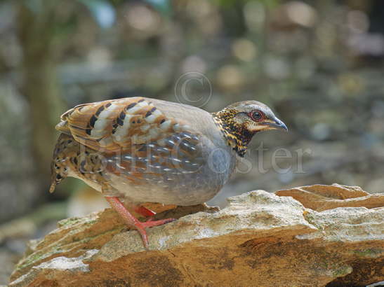 Rufous-throated Partridge