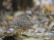 Green-legged Partridge