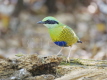 Bar-bellied Pitta